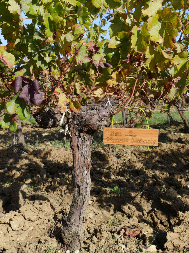 Виноградник на урожай